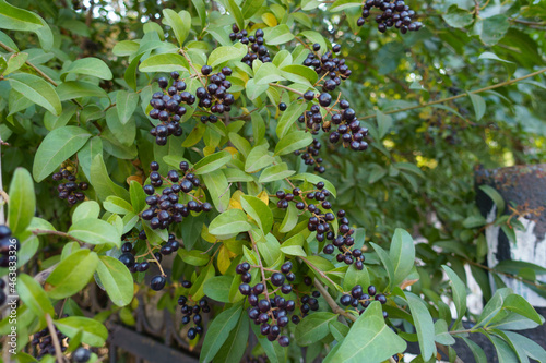 Many black berries in the leafage of Ligustrum vulgare in September photo