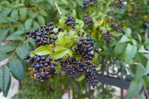 Numerous black berries of Ligustrum vulgare in September