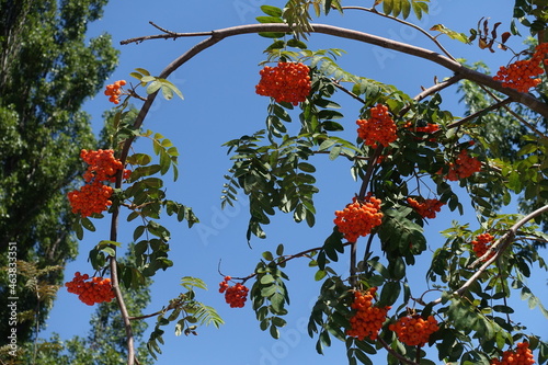 Arch like branch of European rowan with orange fruits in August photo