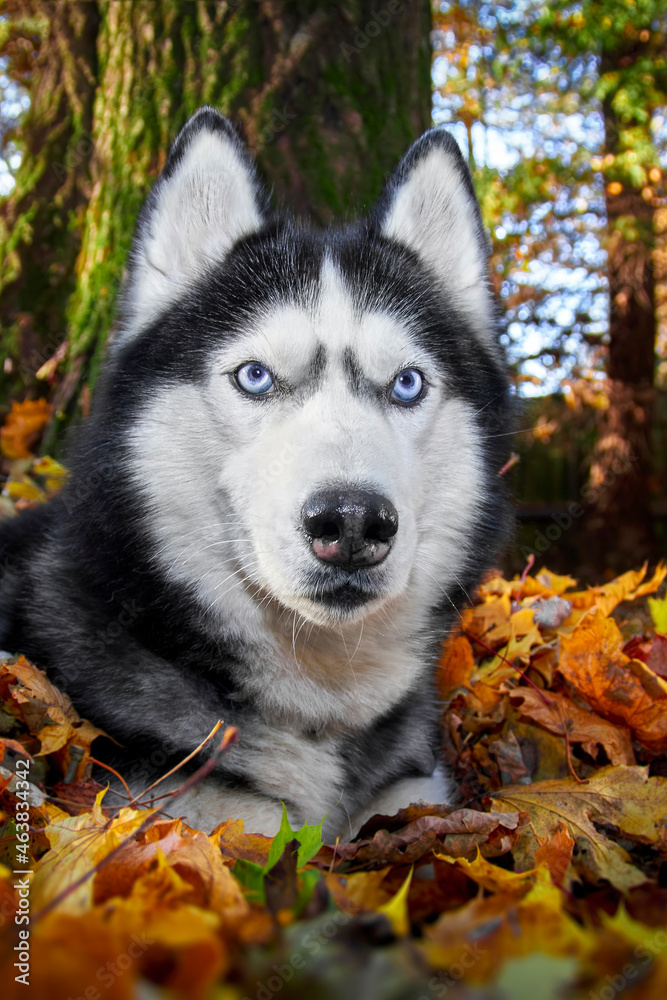 Ssiberian Husky dog lying in the yellow and red leaves. Husky Dog on the background of nature, sunny day.