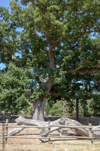 Val d' Orcia (SI), Italy - August 05, 2021: Val d' Orcia oak the checche tree, Tuscany, Italy photo