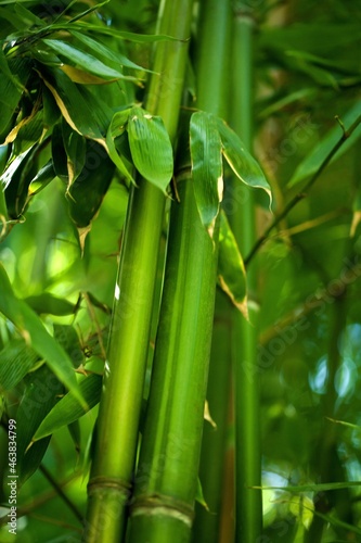 Fresh green nature Bamboo Stem
