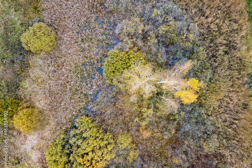 Aerial view of wetland with grasses and top trees in autumn © mikeosphoto