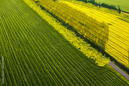 Aerial view of rapeseed field with yellow flowers