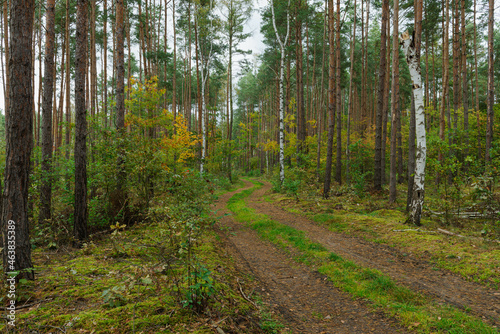 Gruntowa, nieutwardzona droga w wysokim, sosnowym lesie. © boguslavus