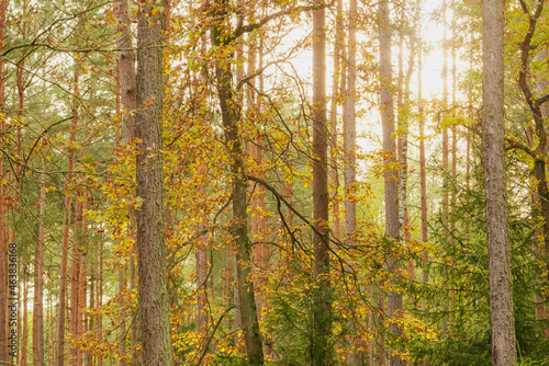 Fototapeta Naklejka Na Ścianę i Meble -  Jesień. Korony drzew w świetle słonecznym.