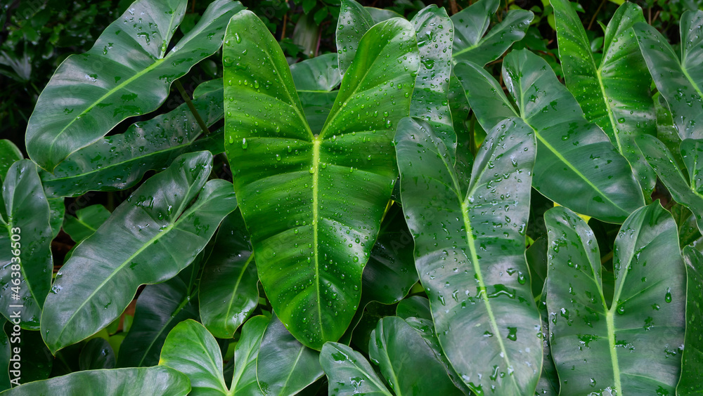 Obraz premium Green Philodendron leaves filled with water droplets after the rain