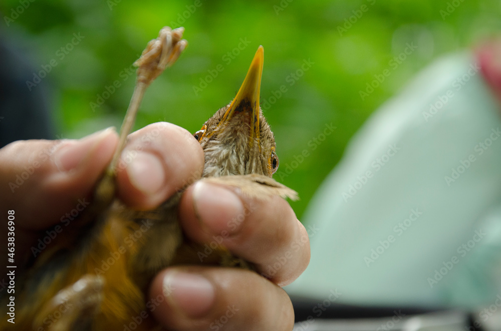 Obraz premium banding