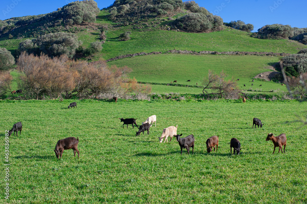 Naklejka premium free grazing goats on a green hill meadow on a sunny day