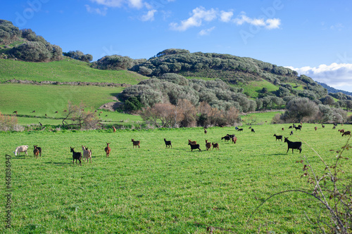 free grazing goats on a green hill meadow on a sunny day