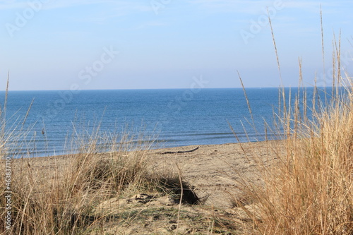 reeds on the beach