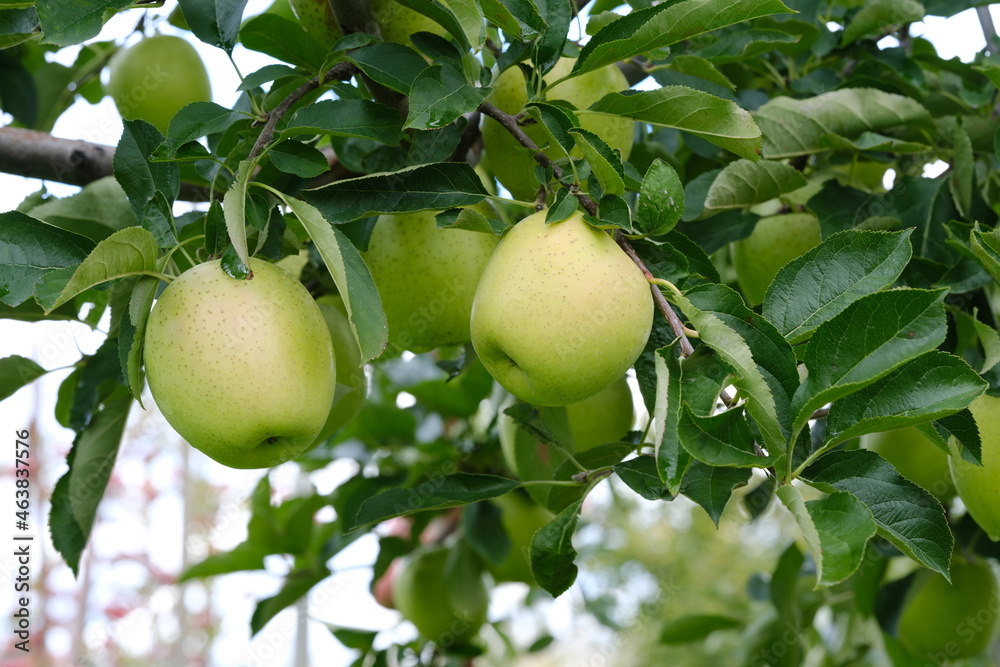 収穫を迎えた日本の青りんごの風景（王林）