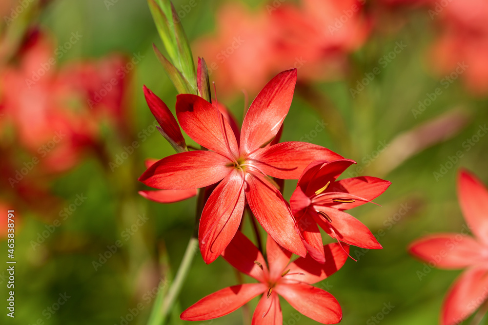 Fototapeta premium Schizostylis or Hesperantha coccinea, River Lily Flowers in early autumn garden
