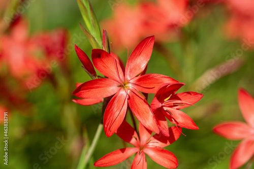 Schizostylis or Hesperantha coccinea, River Lily Flowers in early autumn garden © Maksims
