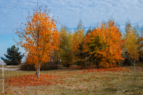 Beautiful autumn scenery with many trees and blue sky photo