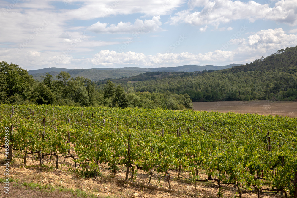 San Galgano, Chiusdino (SI), Italy - August 15, 2021: Vine cultivation near Abbazia San Galgano, Chiusdino, Siena, Tuscany, Italy