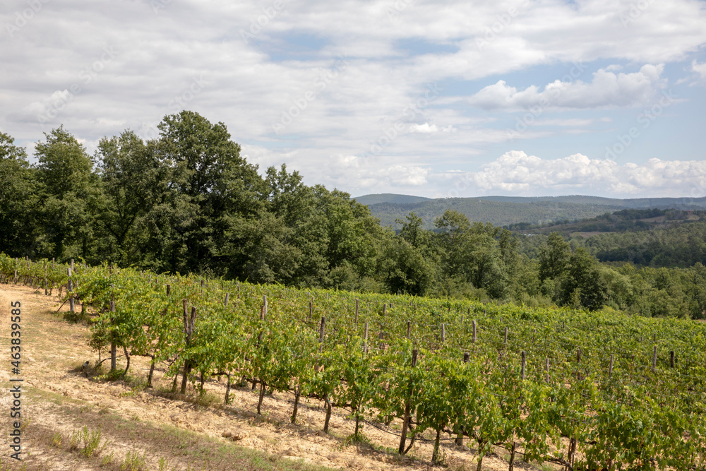 San Galgano, Chiusdino (SI), Italy - August 15, 2021: Vine cultivation near Abbazia San Galgano, Chiusdino, Siena, Tuscany, Italy