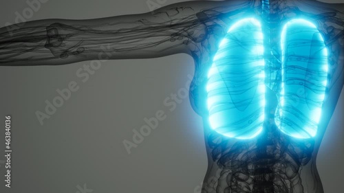 science anatomy scan of human lungs photo