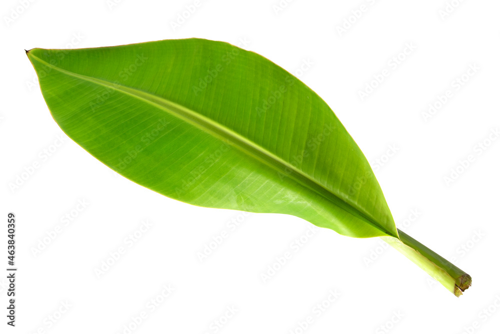 Fototapeta premium Banana leaf isolated on white background