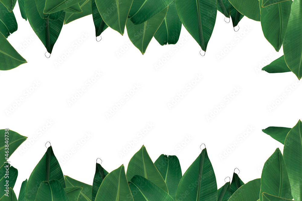 Fototapeta premium Banana leaf isolated on white background