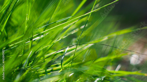 Macro de brindilles d herbes sauvages  en pleine for  t landaise