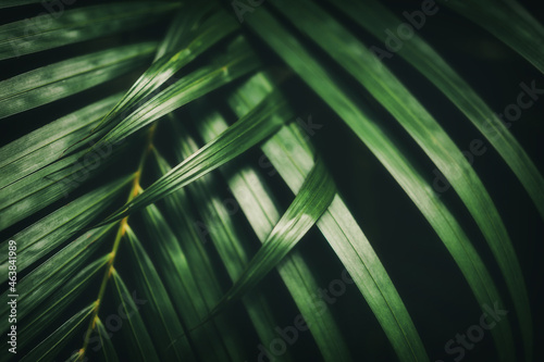 Palm leaf pattern texture abstract background. © tonktiti