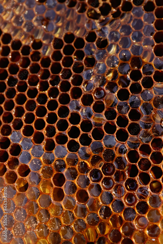 Uncapped filled honeycomb as background, closeup view Uncapped filled honeycomb as background, closeup view