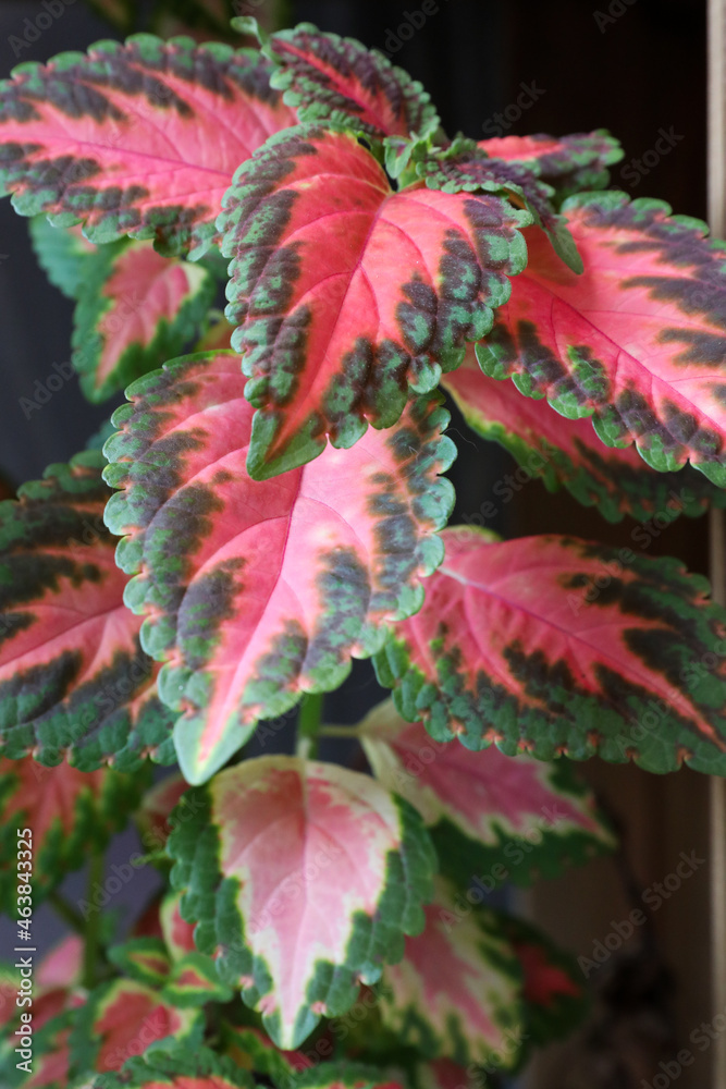 Close up plants of coleus, leaves texture, colorful leaf (red, pink and green) Close up plants of coleus, leaves texture, colorful leaf (red, pink and green)