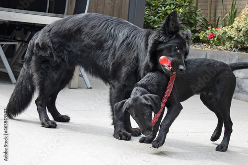 Oudduitse herder speelt met labrador-golden kruising photo