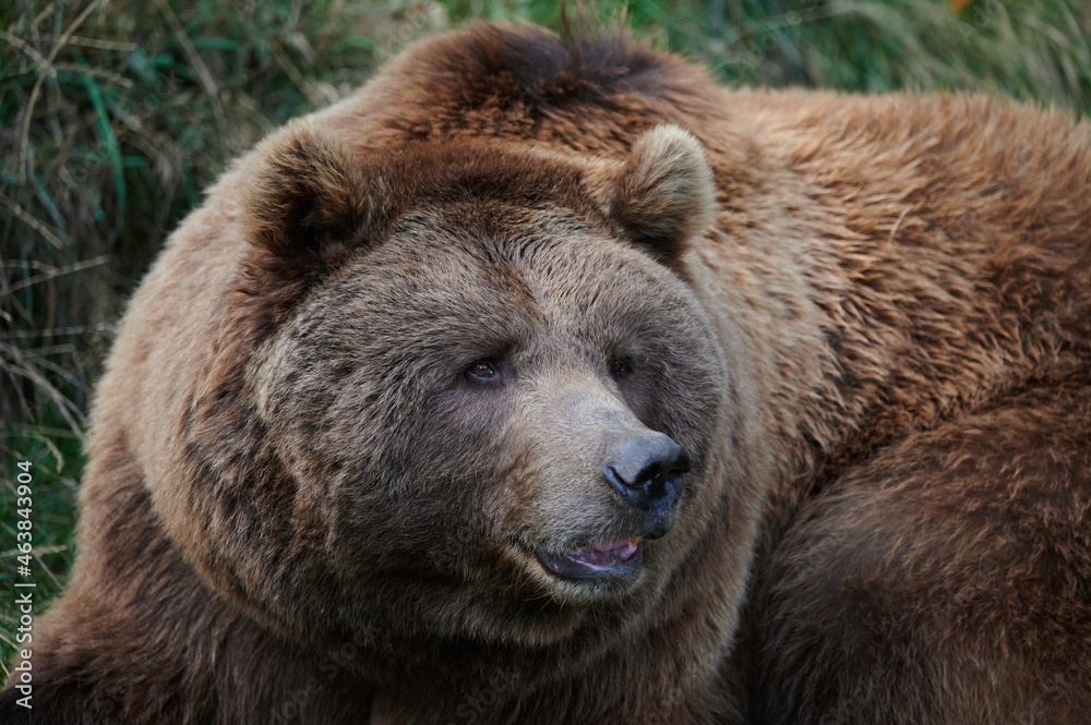 Brown bear in forest Brown bear in forest