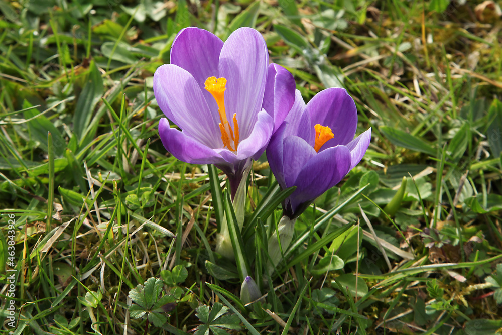 Crocus violets dans une pelouse
