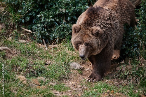 Wallpaper Mural Brown bear in forest Torontodigital.ca