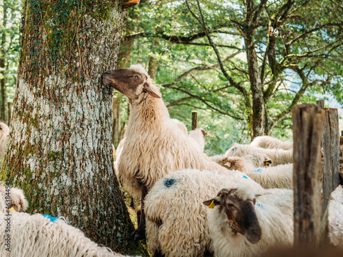 Herd of sheep pasturing in green forest in sunlight
