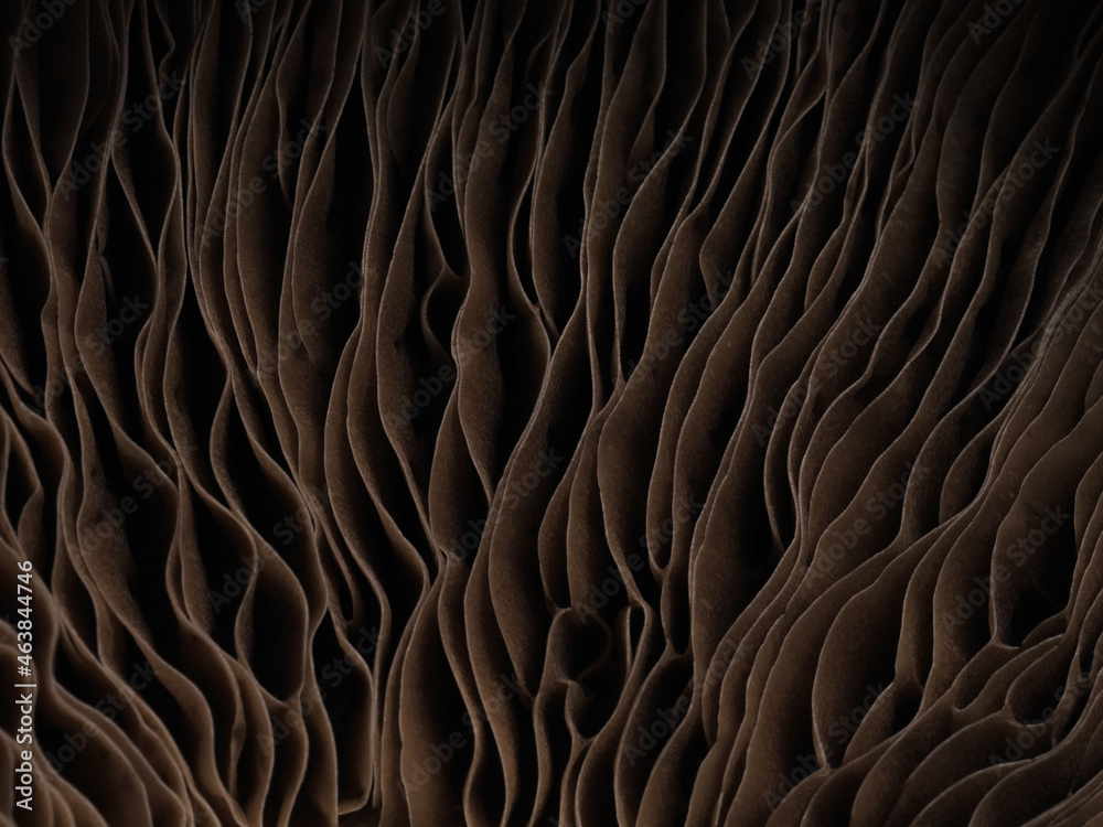 Fototapeta premium Macro shot of gray gills of an edible mushroom isolated on a black background