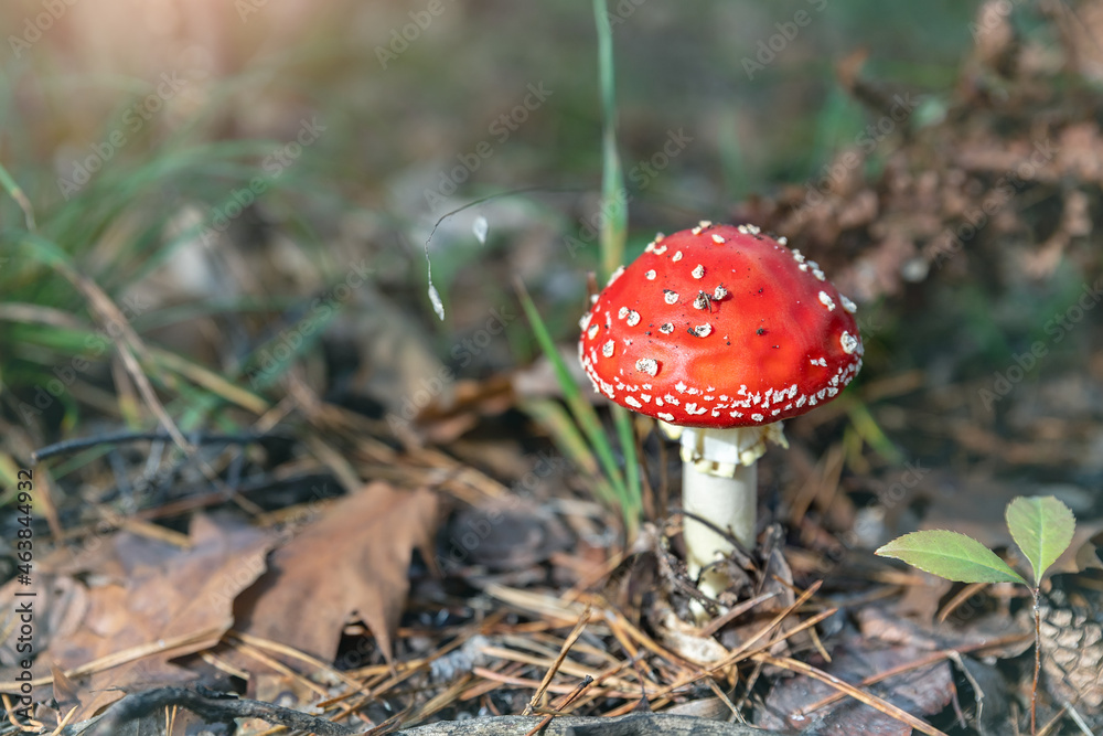 Beautiful small red and white fly agaric poisonous musroom in deep magic forest. Fairy tale scenic view of toadstool amanita fungus in fallen needles and leaves. Spring wild nature background Beautiful small red and white fly agaric poisonous musroom in deep magic forest. Fairy tale scenic view of toadstool amanita fungus in fallen needles and leaves. Spring wild nature background