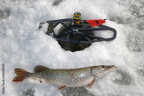 Northern pike caught on a tip-up 