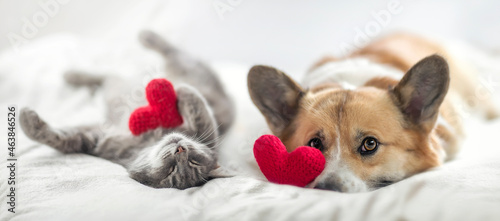 Fotografia cute cat and corgi dog are lying on a white bed together surrounded by knitted r