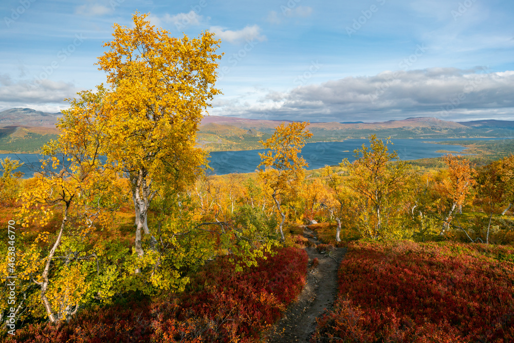 Beautiful, vivid autumn colors in remote arctic landscape. Wild nature of Stora Sjofallet national park, Sweden. Remote wilderness on sunny autumn day. Yellow and orange colors in nature.