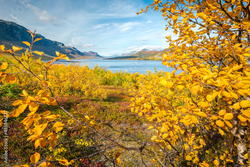 Fototapeta Naklejka Na Ścianę i Meble -  Beautiful, vivid autumn colors in remote arctic landscape. Wild nature of Stora Sjofallet national park, Sweden. Remote wilderness on sunny autumn day. Yellow and orange colors in nature.
