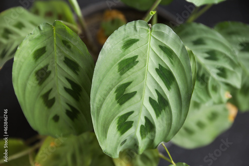 Fotografie Beautiful leaves of arrowroot bicolor