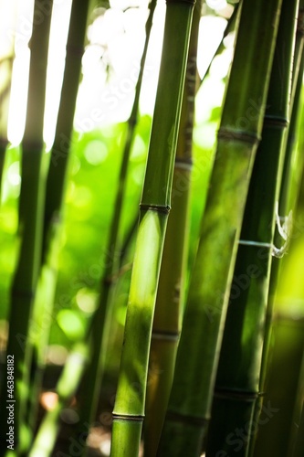 Japanese Asian bamboo forest green dream photograph