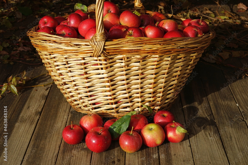harvest of red apples in a basket harvest of red apples in a basket