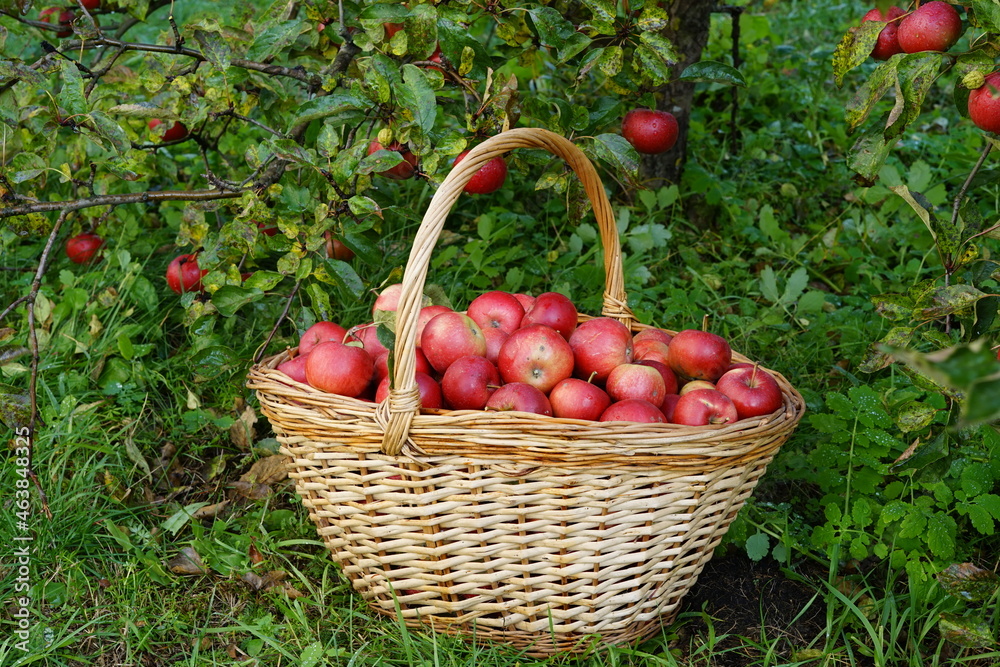 harvest of red apples in a basket harvest of red apples in a basket