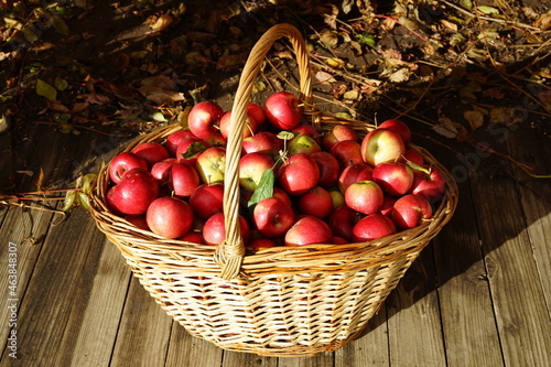  harvest of red apples in a basket