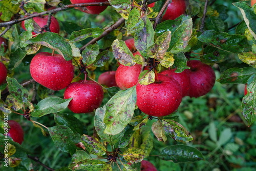  harvest of red apples in a basket