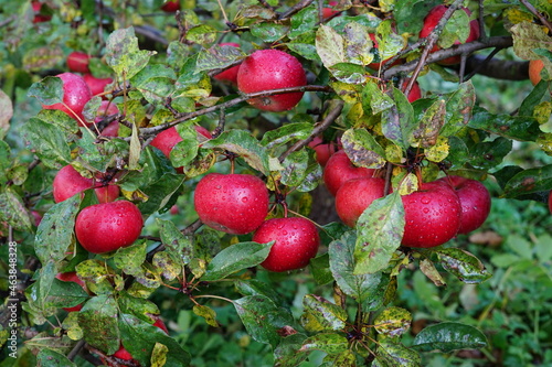  harvest of red apples in a basket