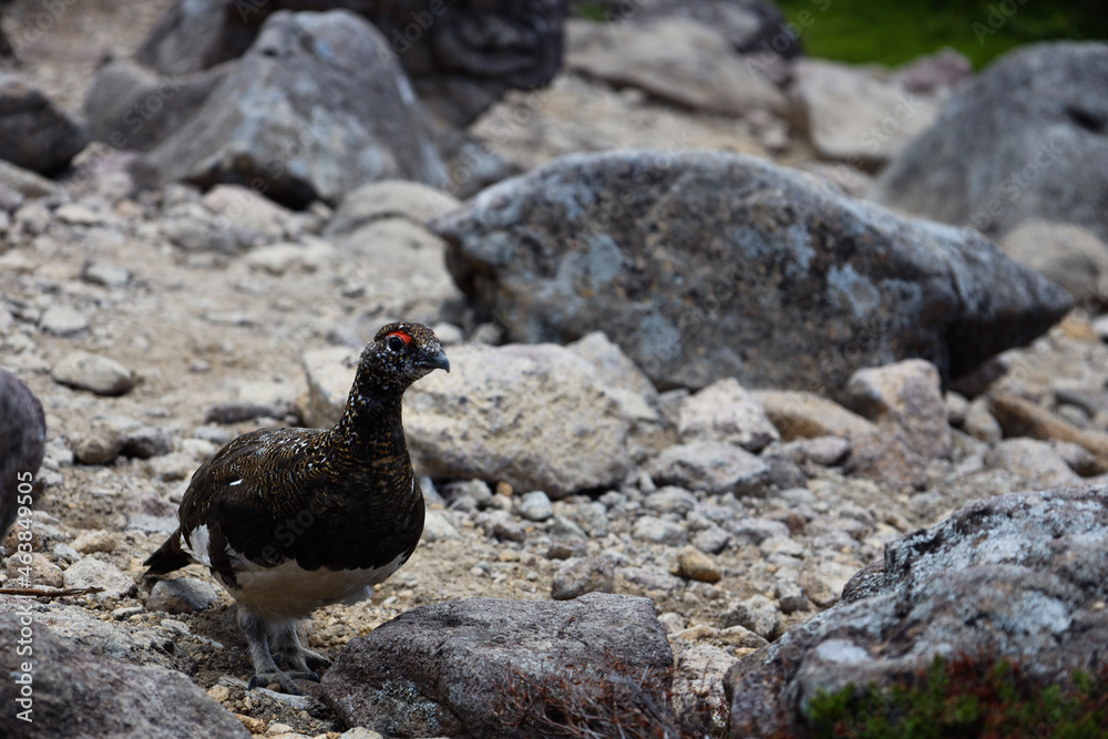 Obraz premium pheasant on the beach