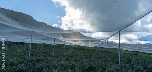 Bluish landscape in Tabio Cundinamarca photo