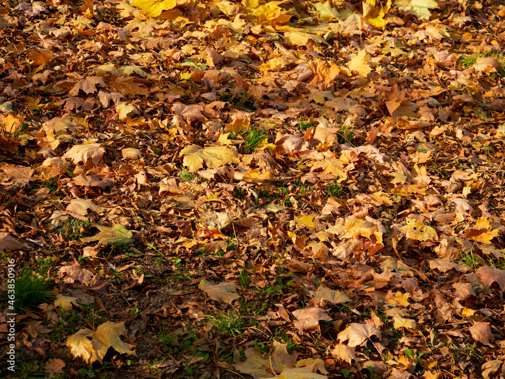 In autumn. Colorful maple leaves are lying on the grass