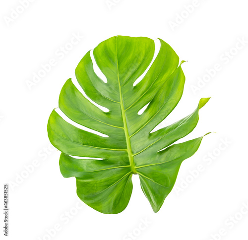 Monstera leaf on a white background